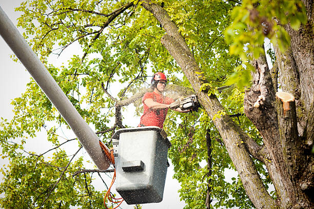 Best Tree Risk Assessment  in Kemmerer, WY